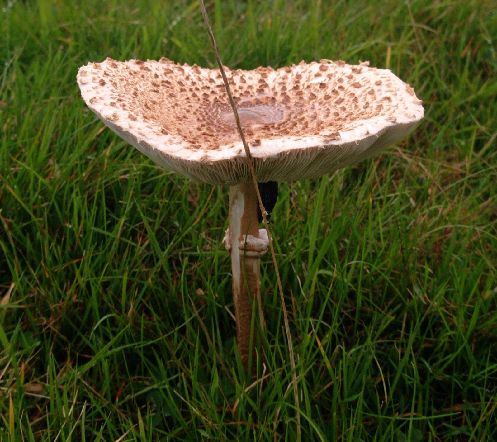 Parasol mushroom with slug
